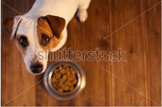 Can Dogs Eat Mango Can Dogs Eat Mango