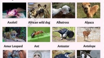 Animals that start with a
