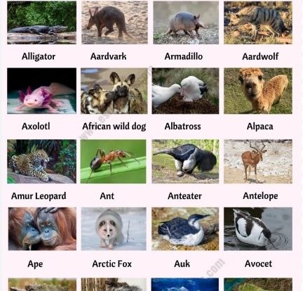 Animals that start with a