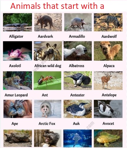 Animals that start with a