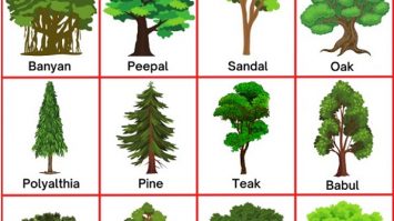 Trees Name in English