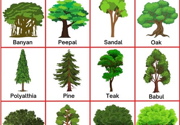 Trees Name in English