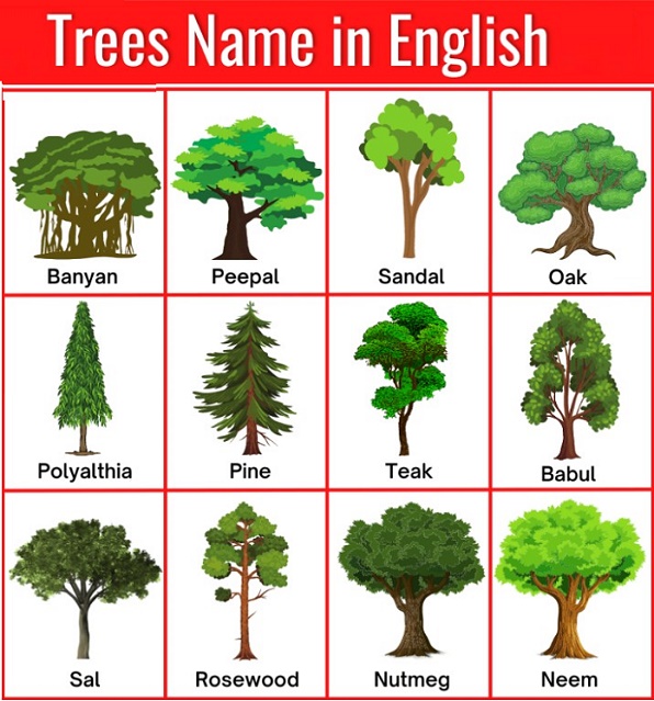 Trees Name in English